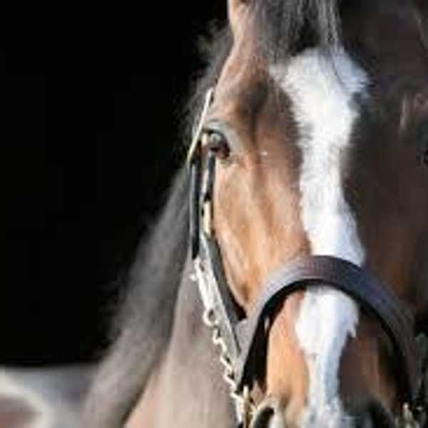 Things Non-Horse People Say