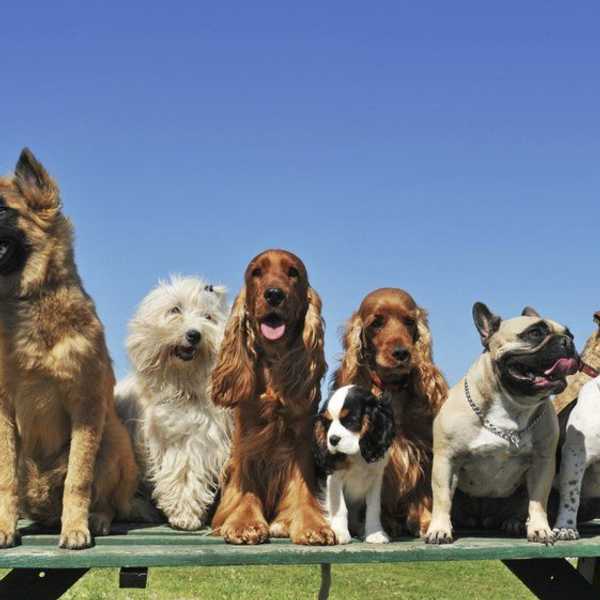11 Most Common Faces Of Your Dog