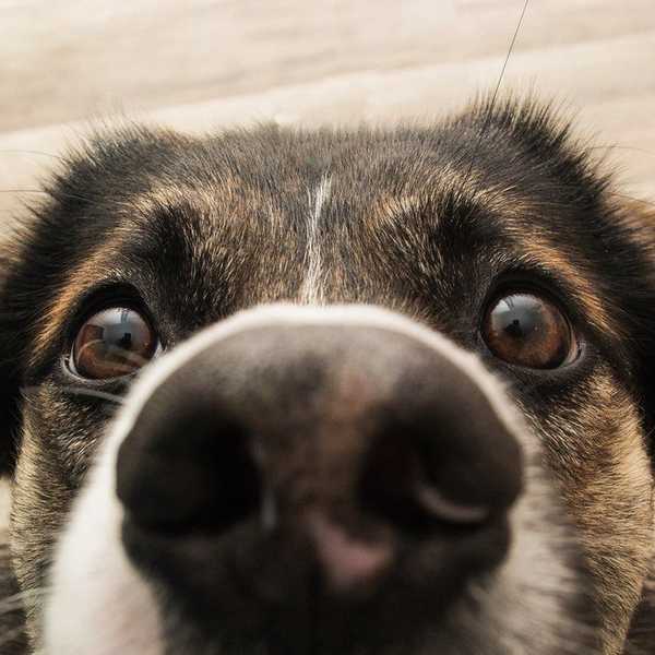 6 Reasons We Miss Our Pets While We're At College