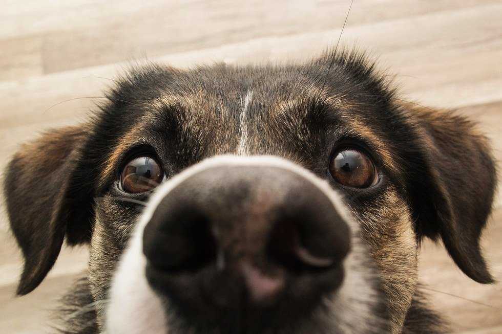 6 Reasons We Miss Our Pets While We're At College