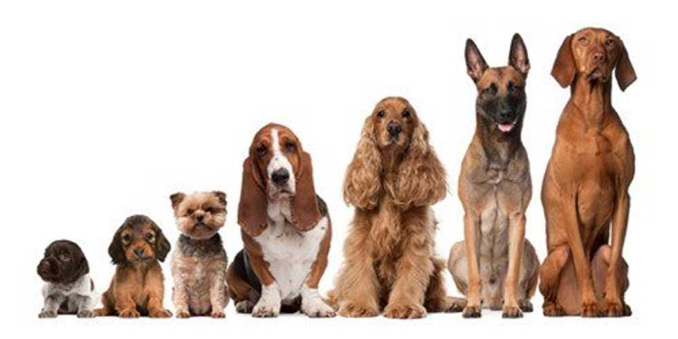 10 Dog Photos To Get You Through Your Day