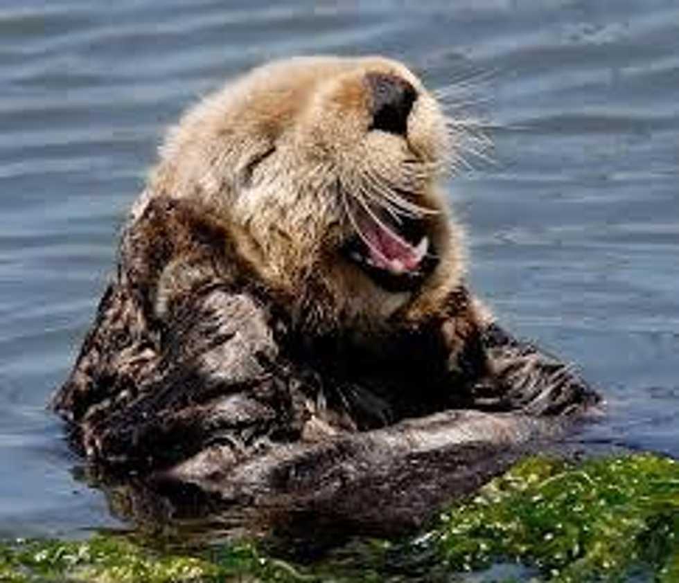 Why You Should Want To Be An Otter