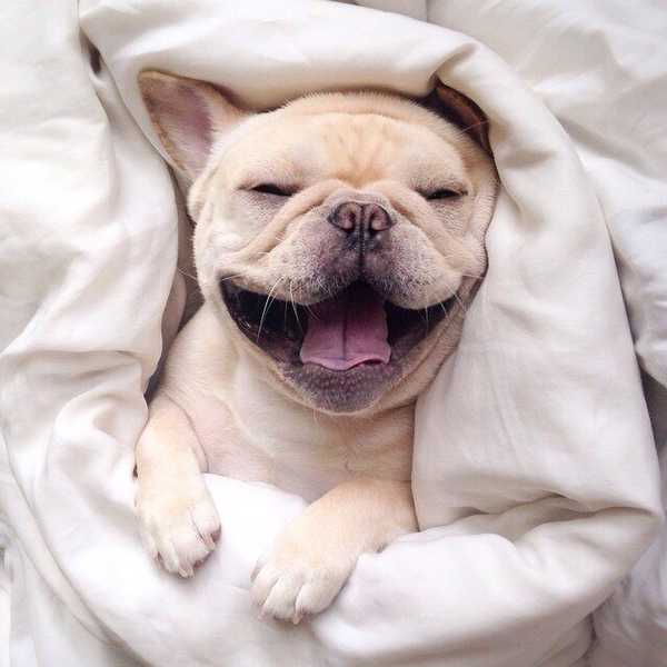 9 Ways To Tell That You're A Dog Person