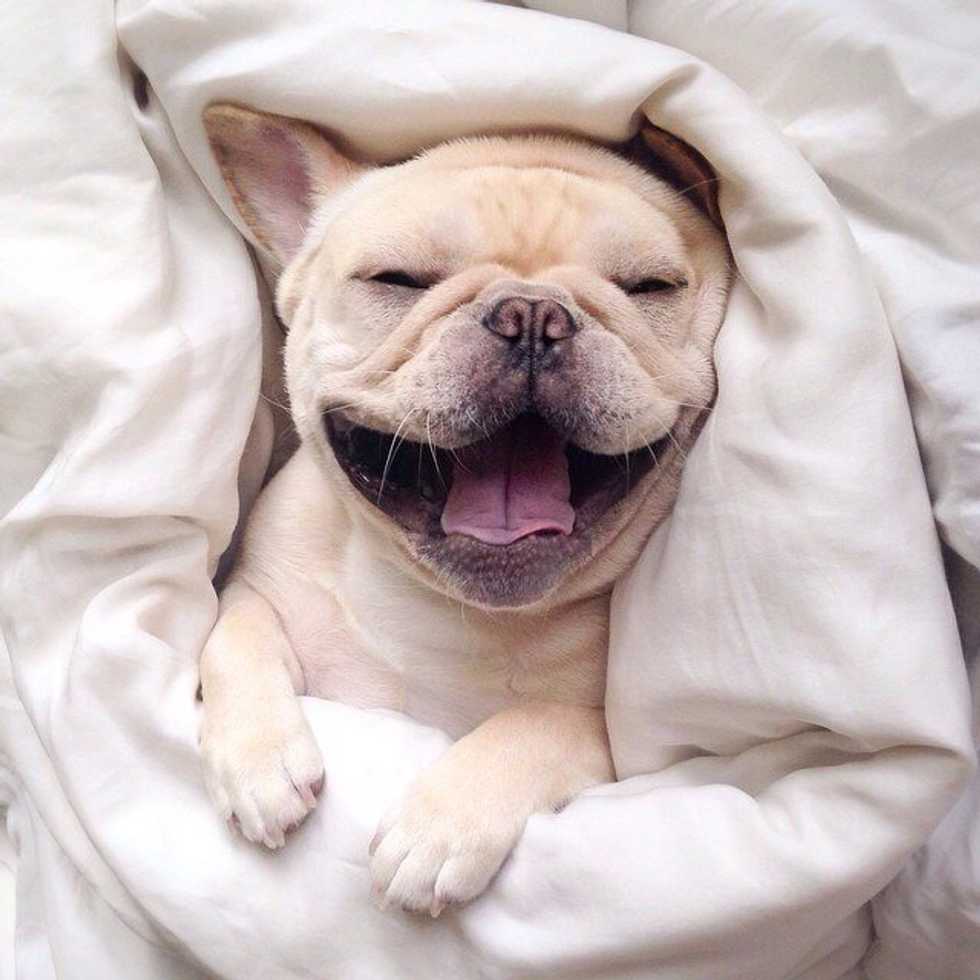 9 Ways To Tell That You're A Dog Person