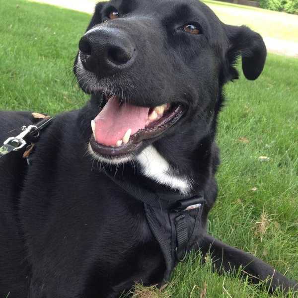 5 Reasons Why Dogs Are Better Than People