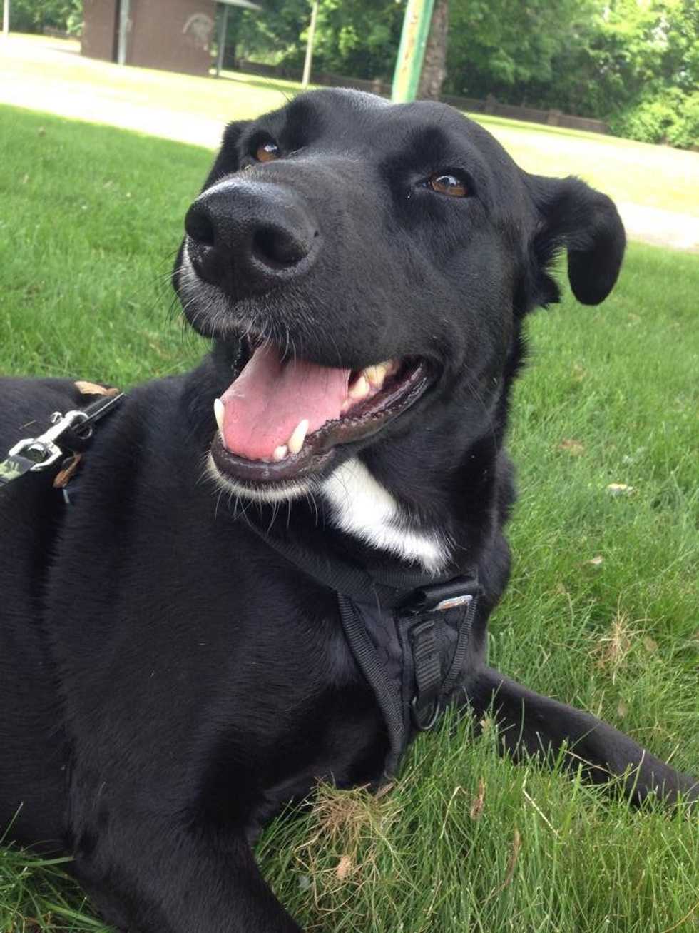 5 Reasons Why Dogs Are Better Than People