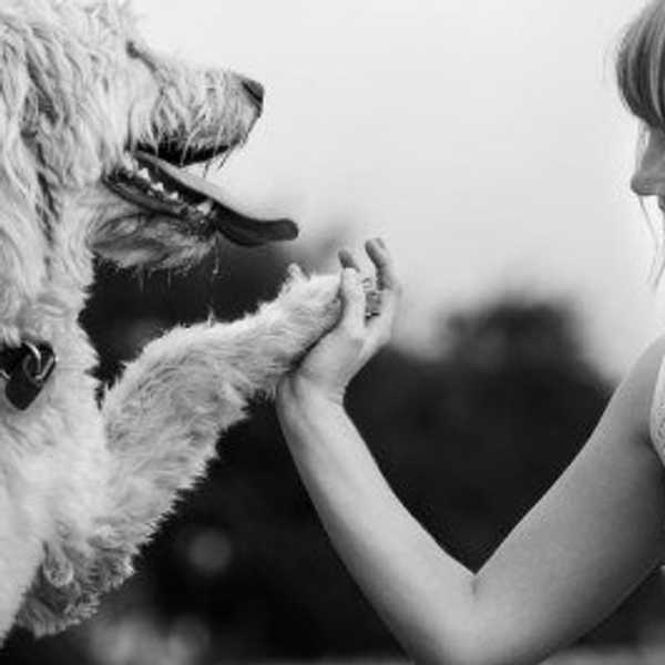 11 Reasons Dogs are Man's Best Friend