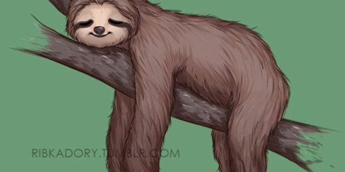 Sloth Awakening 10 Steps To Falling Asleep, As Told By Sloths | The Odyssey Online