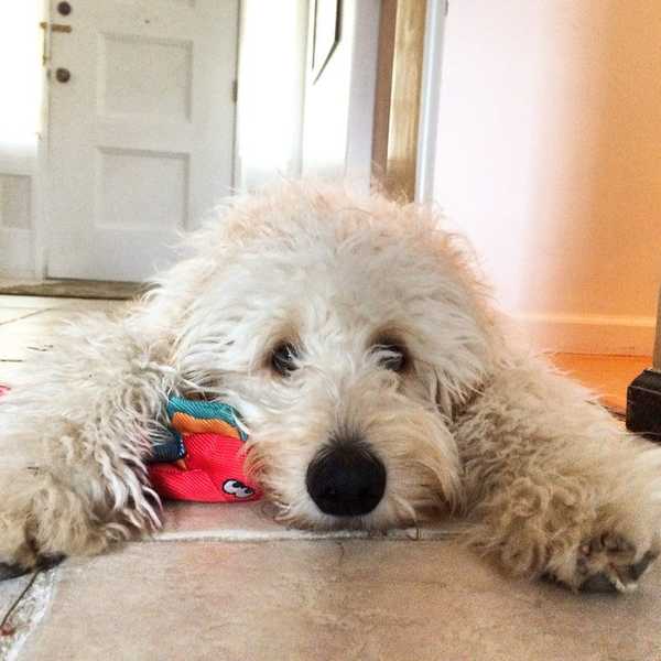 Why Dogs Are Better Than Humans