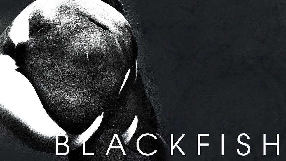 'Blackfish' Exposes The Truth Of Seaworld