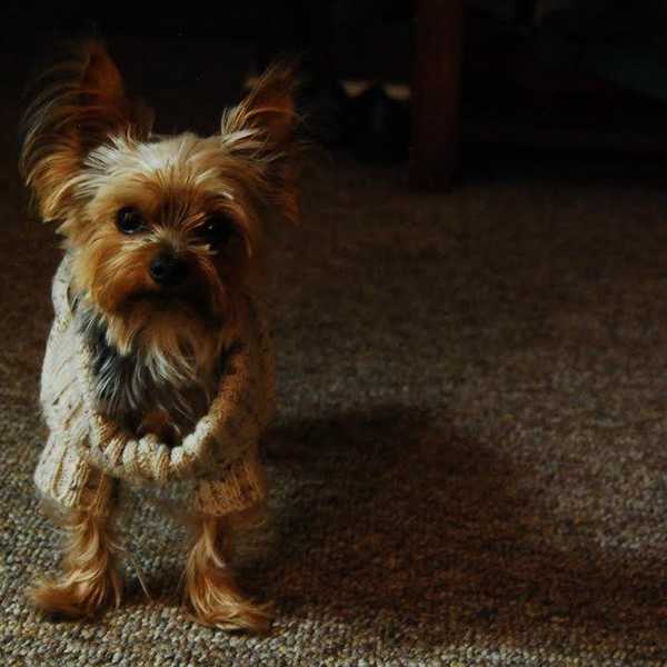 How My Dog Makes Me A Better Person