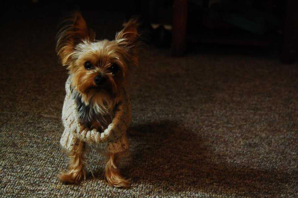 How My Dog Makes Me A Better Person