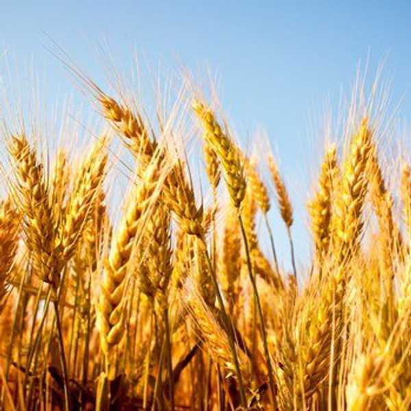 Gluten-Free Freedom: Dispelling The Myth About Gluten-Free Living