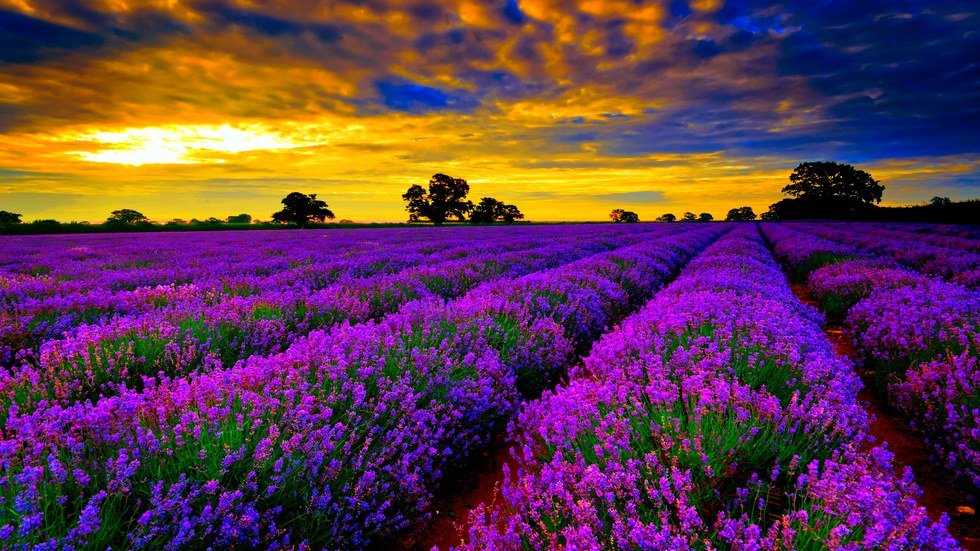 5 Uses For Lavender Essential Oil