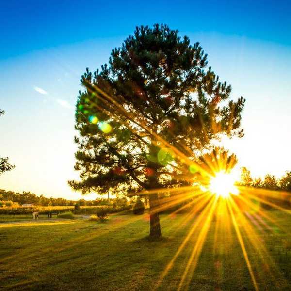 Creation Screams Creator