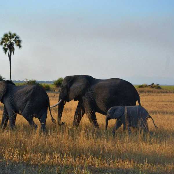 Elephant Pants And The White Savior Complex