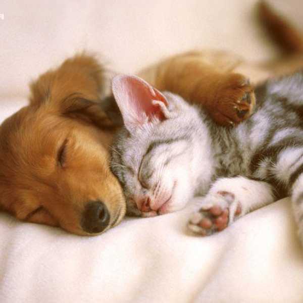 How To Cope With Missing Your Pets In College