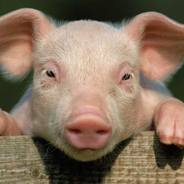 How To Become A Vegetarian Without Craving Meat