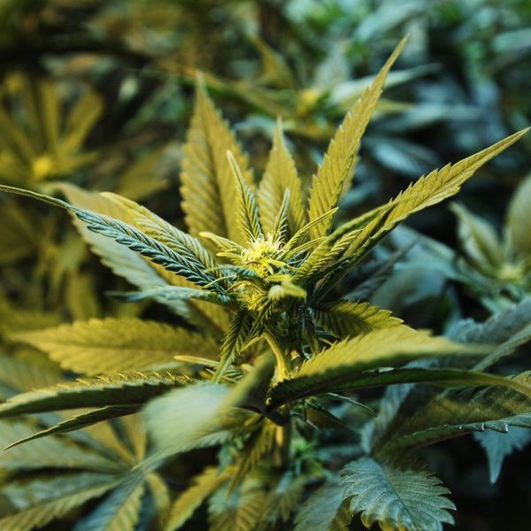 Should Marijuana Be Legalized?