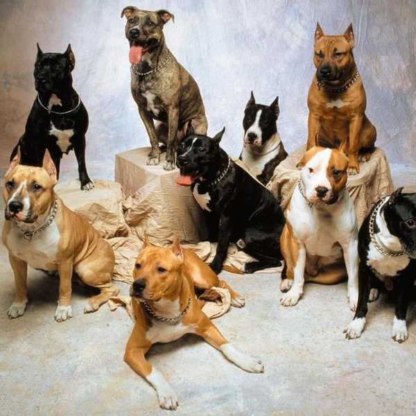 Don't Bully The Breed