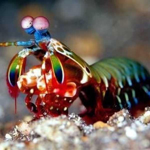 10 Dope Animals That You've Never Heard Of