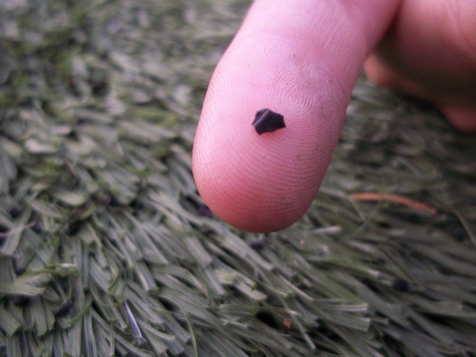 The Falsely Accused...