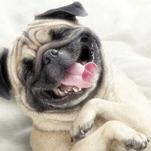 11 Videos To Instantly Cheer You Up