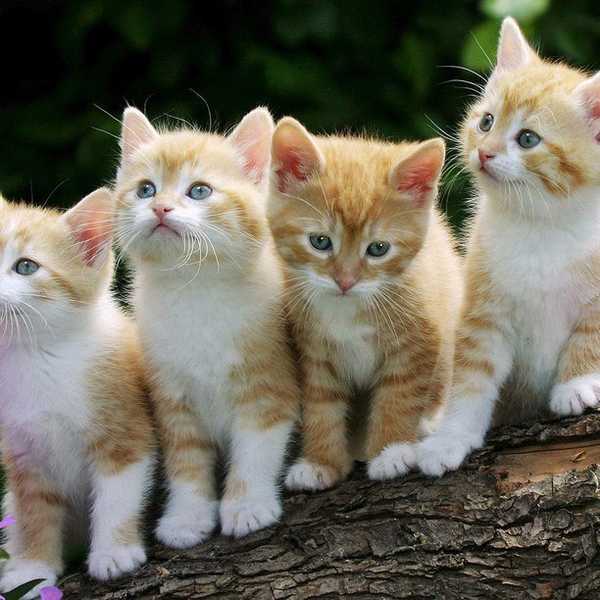 I Love Cats, And You Should Too