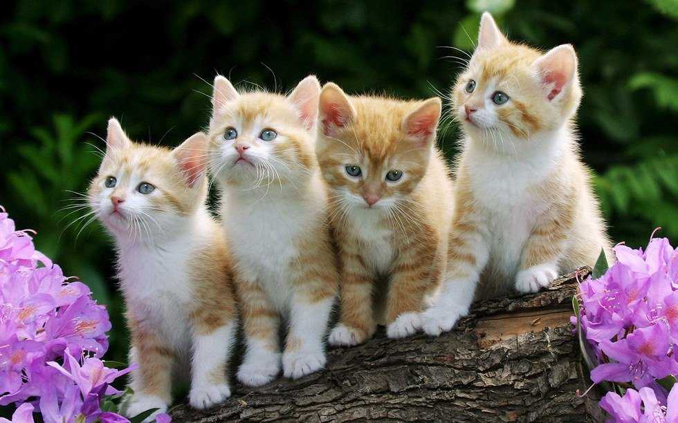 I Love Cats, And You Should Too