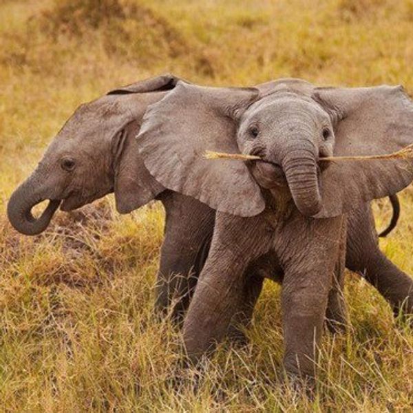 11 Animals To Brighten Up Your Day