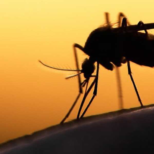 What You Need To Know About Zika Virus