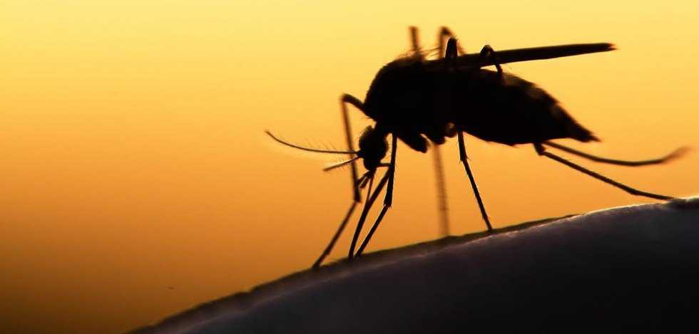 What You Need To Know About Zika Virus