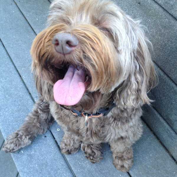 9 Reasons Dogs Are Better Than People