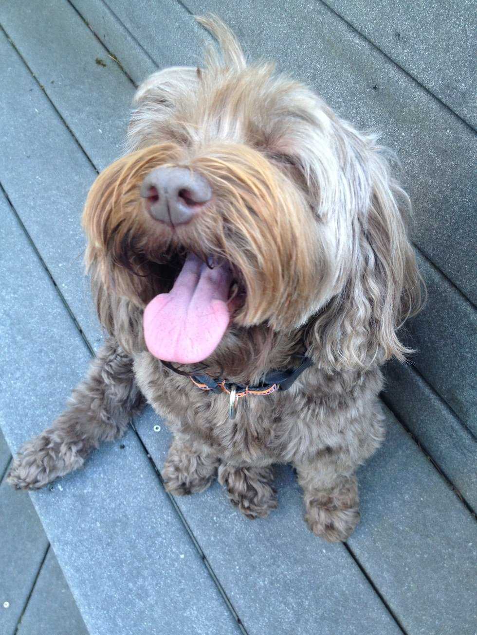 9 Reasons Dogs Are Better Than People