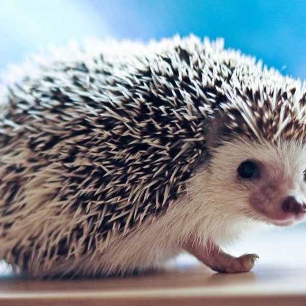 Why A Hedgehog Would Be The Best Pet