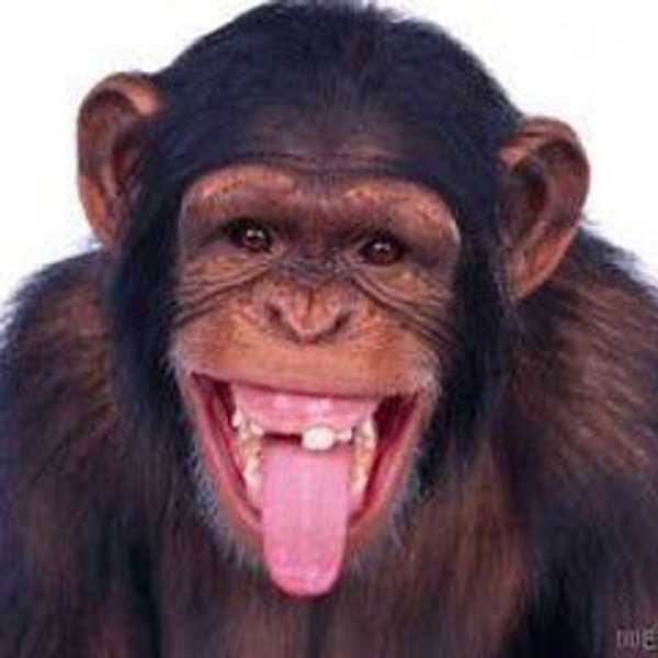 Top 10 Zoo Animals