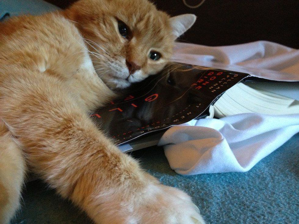 5 Cat Videos To Get You Through The First Week Back