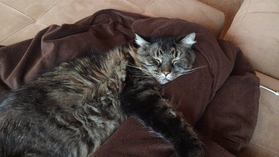 15 Signs You're a Cat Lover