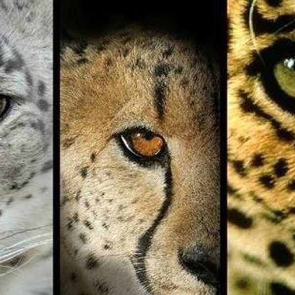 Why Big Cats Do Not Belong In Petting Zoos