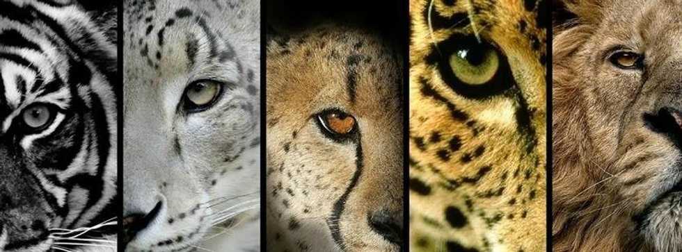 Why Big Cats Do Not Belong In Petting Zoos