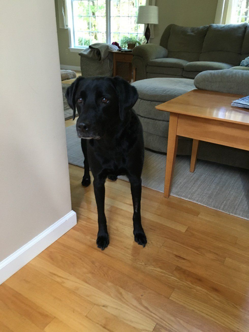 An Open Letter To My Dog