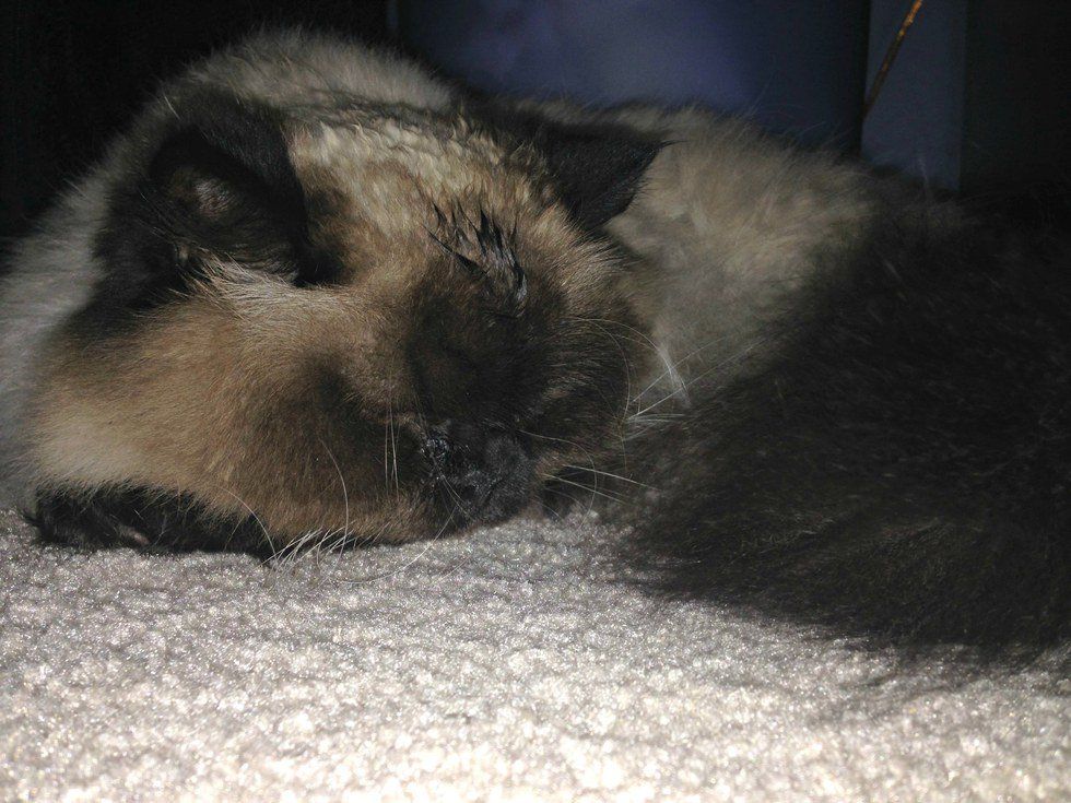 Why Cats Are Better Than People