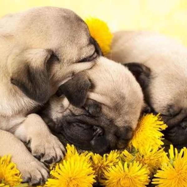 10 Reasons Why Pugs Are The Best Dogs Ever