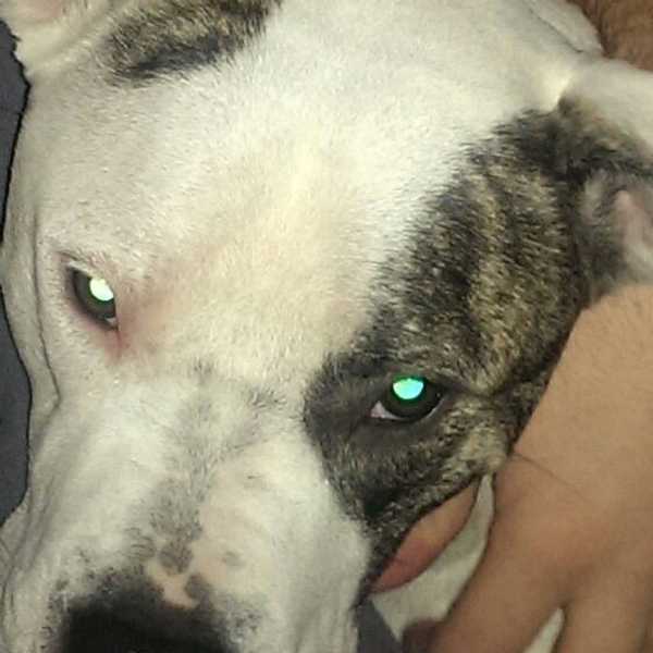 Top Five Ugly Myths About Pit Bulls