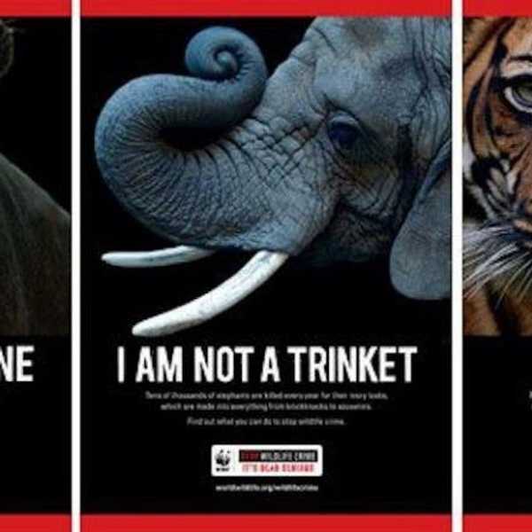 Endangered Animals That Should Be Reclassified In 2016