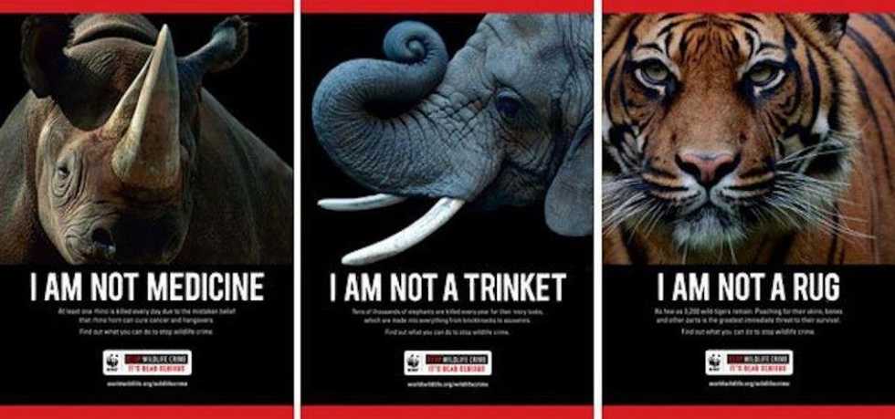 Endangered Animals That Should Be Reclassified In 2016