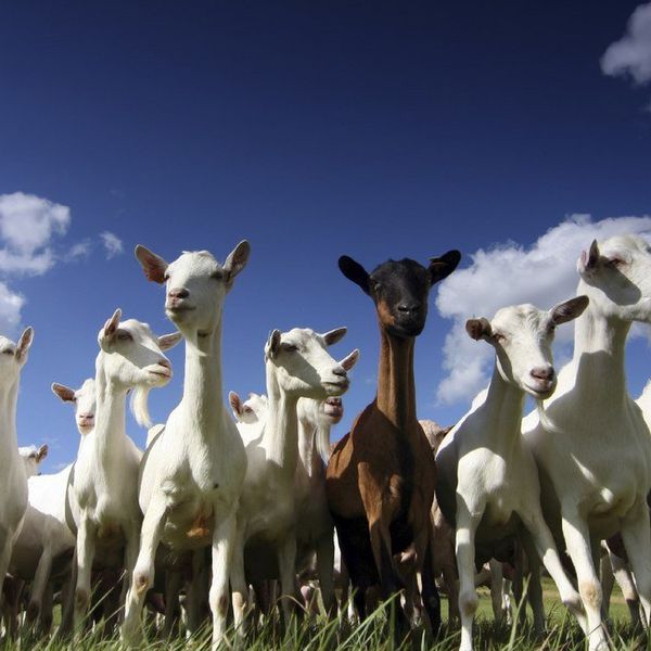 Goats Were A Hit In 2015, And We Want The Trend To Continue