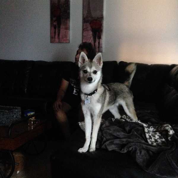 500 Words On Becoming A Pet Owner At 20