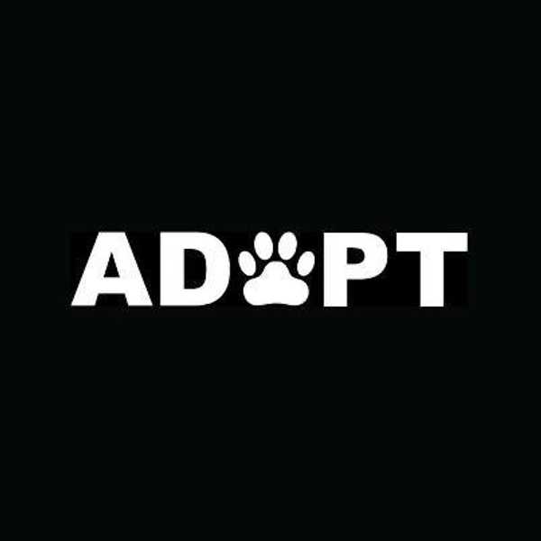 Why You Should Adopt A Pet