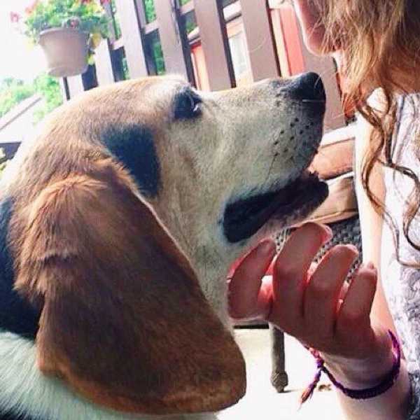 A Letter To My Dog In Heaven